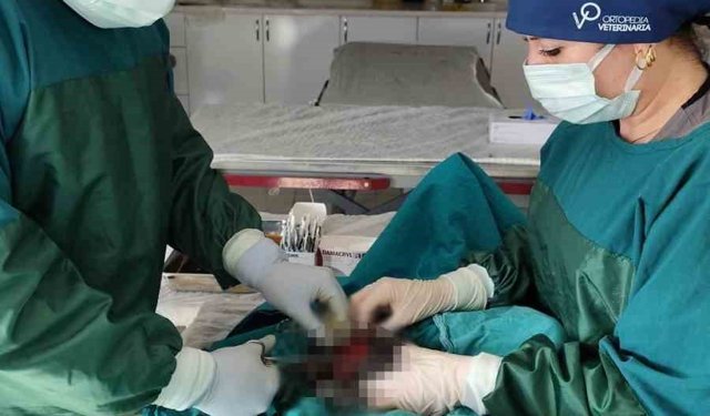 Mardin Hayvan Bakımevinde köpekteki 1 kiloluk tümör operasyonla alındı