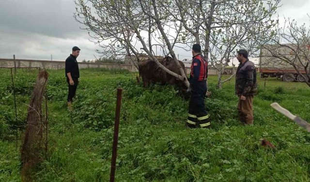 Mardin'de kuyuya düşen ineği itfaiye kurtardı