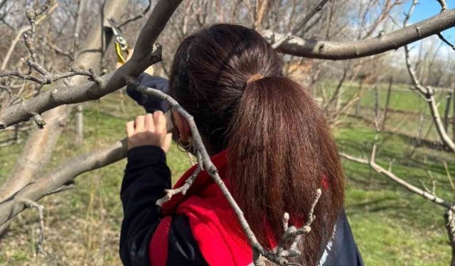 Meyve ağaçlarında budama çalışmaları devam ediyor