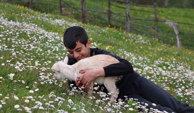 Minik çobanlar Lapseki'de kıyasıya yarışacak