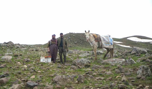 Muş'ta çiriş otu köylülerin geçim kaynağı oldu