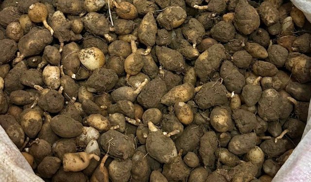 Nesli tehlike altındaki bitkinin yumrularını söken kişiye yarım milyonluk ceza