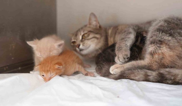 Ölümden dönen yavru kedilere süt anne kucak açtı