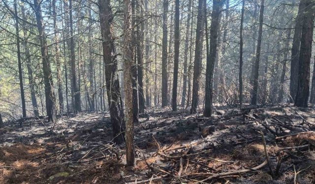 Orman yangını kontrol altına alındı