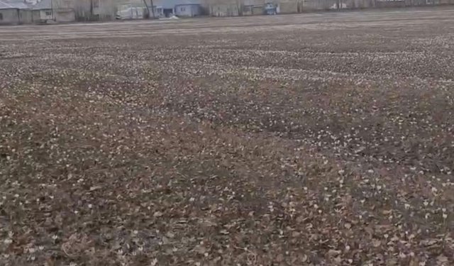 Özalp'te baharın müjdecisi çiğdemler açtı