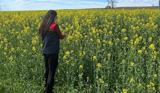 Pehlivanköy'de çiçek açan kanola bitkinin fizyolojik gelişimi incelendi
