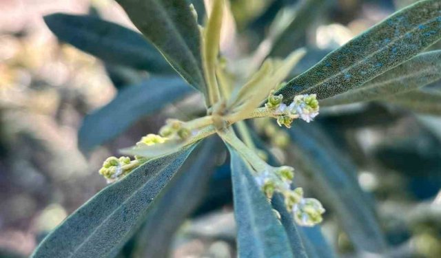 Salihli'de zeytin üreticilerine 'Zeytin Pamuklu Biti' uyarısı