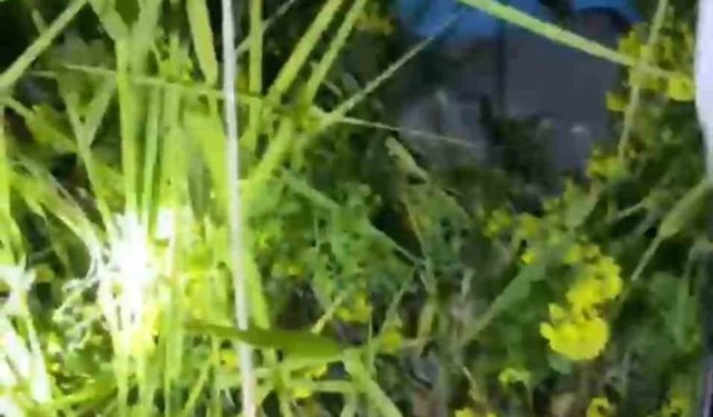 Şanlıurfa'da kayalıklarda mahsur kalan 2 küçük kardeş kurtarıldı