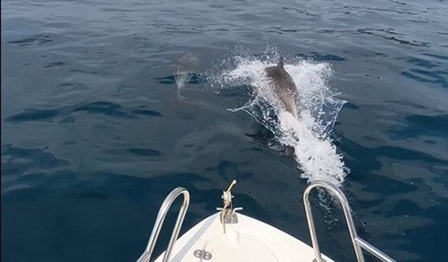Saros Körfezi'nde yunuslar tekne ile yarıştı