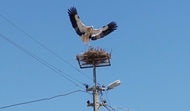 Sazlı'da leylekler yeni yuvasına kavuştu