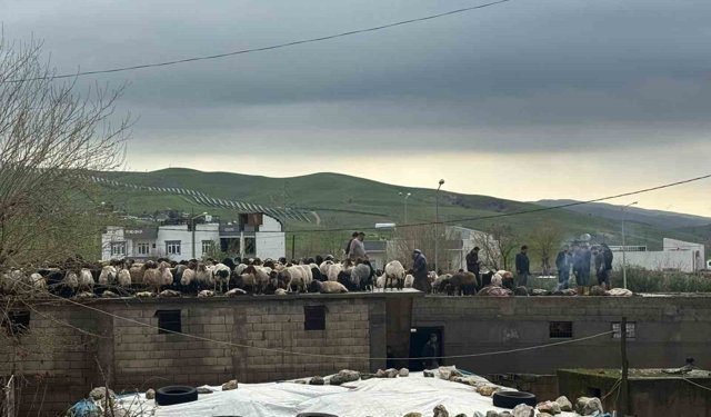 Siirt'te araçlar sel sularında kayboldu, onlarca hayvan telef oldu