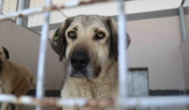 Şikayetler 100'den 20'ye indi: Başiskele'de sokak hayvanı şikayetleri büyük oranda düştü