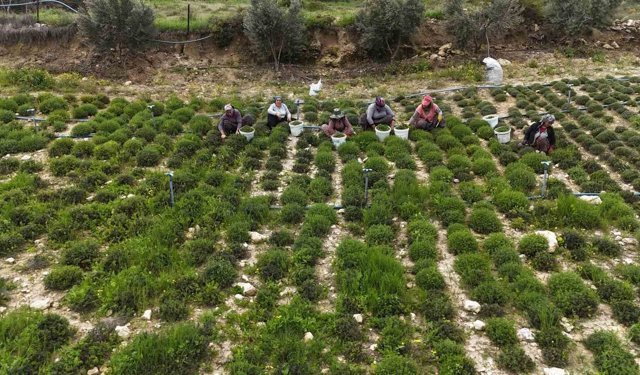 Sofraların vazgeçilmezi zahterde bereketli hasat