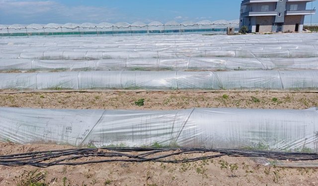 Tarım ve Orman Bakanlığından, bir çiftçinin satamadığı kıvırcıkların koyunlara yem edildiği iddialarına yalanlama