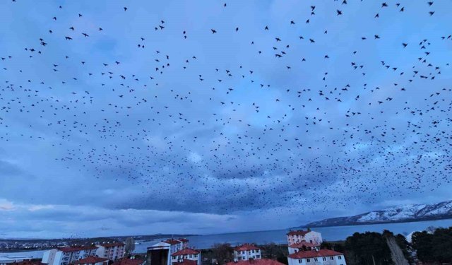Tatvan'da gökyüzünü kaplayan binlerce kuş görsel şölen sundu