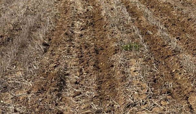 Tekirdağ'da ayçiçeği tohumları anıza ekim yöntemiyle toprakla buluştu
