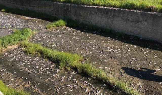 Tekirdağ'da gölde toplu balık ölümleri yaşandı