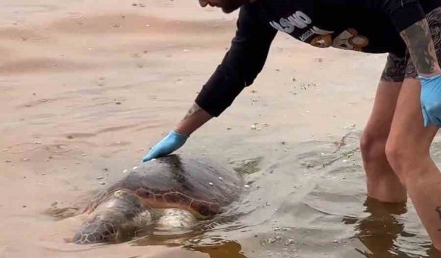 Tekirdağ'da ölü caretta caretta kıyıya vurdu