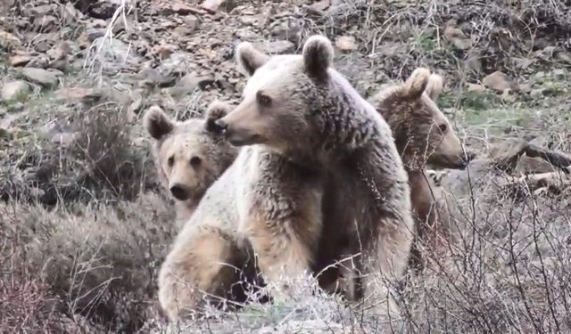 Tunceli'de anne ayı ve yavruları görüntülendi