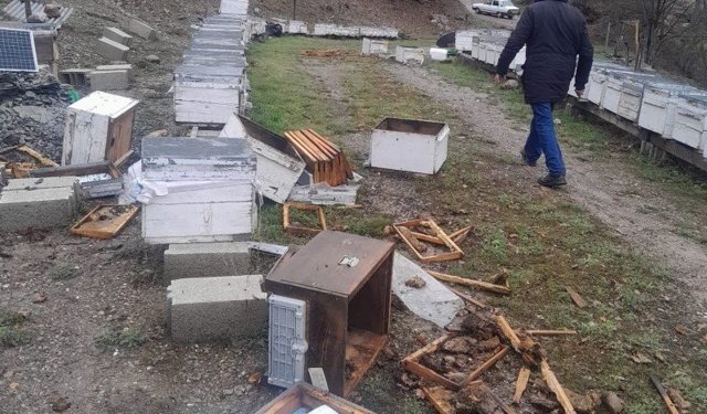 Tunceli'de ayı, 20 kovanı parçaladı