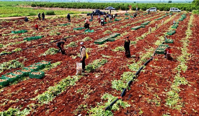 Turfanda patateste hasat başladı