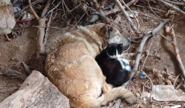 Üşüyen kedi ile köpek birbirine sığındı