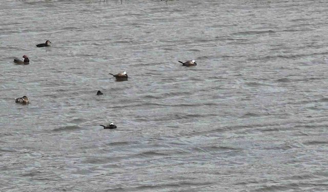 Van Gölü havzasında 'Mavi Gaga' heyecanı: Nadir misafirler geri döndü