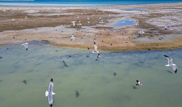 Van Gölü'nde nesli tehlike altındaki Dikkuyruk görüntülendi