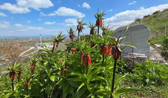 Van'da açan ters laleler göz kamaştırıyor