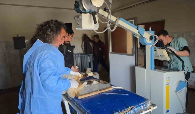 Van'da deprem sonrası enkaz altından yaralı çıkarılan kuzular tedavi altına alındı