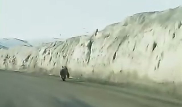 Van'da kara yoluna inen ayı kameraya yansıdı