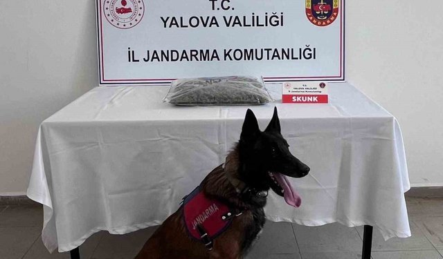 Yalova'da uyuşturucu operasyonunda 1 tutuklama