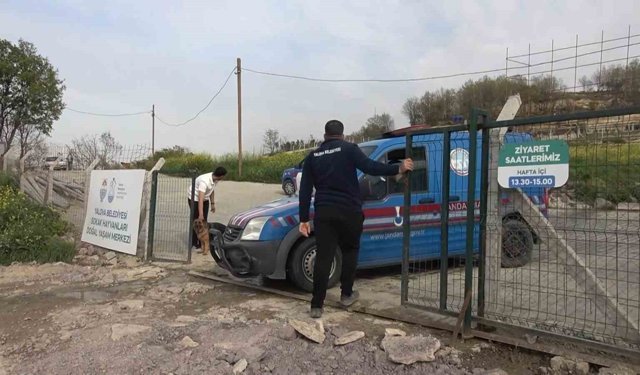 Yalova'daki barınakta köpek ölümleriyle ilgili soruşturma