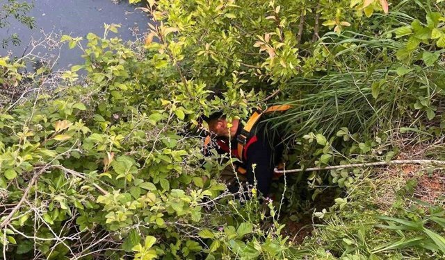 Yayladağı'nda gölete düşen büyükbaş hayvan kurtarıldı