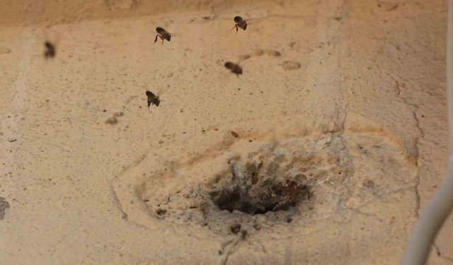 Yıllardır mahalleyi mesken tutan arıları çocukların attığı taş kızdırdı