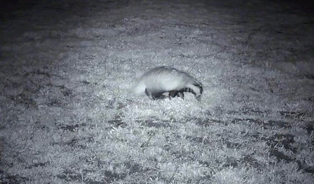 Yiyecek arayışındaki porsuk Ganos Dağları'nda görüntülendi