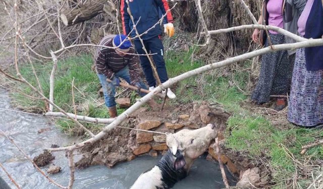 Yozgat'ta kuyuya düşen büyükbaş, AFAD ekiplerince kurtarıldı