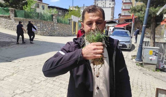 Zuzubak otu, köylüler için önemli bir gelir kapısı