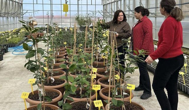 Rize Mandalinasında Sertifikalı Yeni Dönem