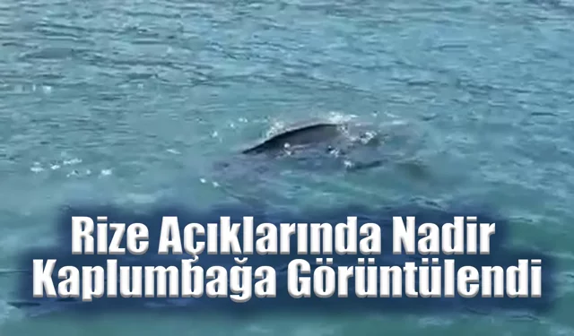 Rize Açıklarında Nadir Kaplumbağa Görüntülendi