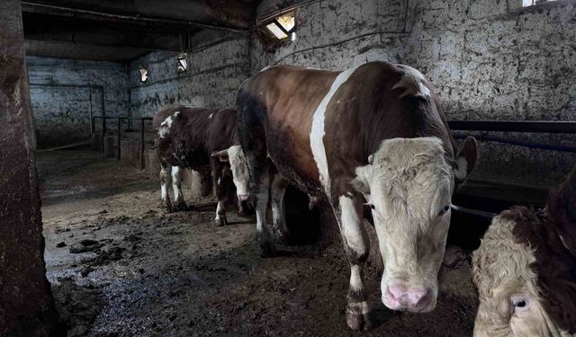 1 tonluk 'Kocaoğlan' alıcısını bekliyor