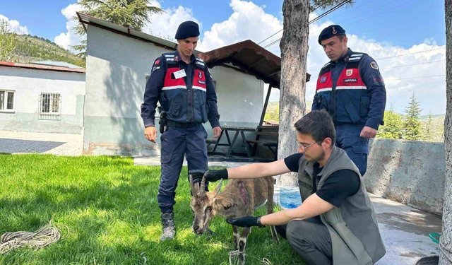 Ağın'da yaralı dağ keçisi koruma altına alındı