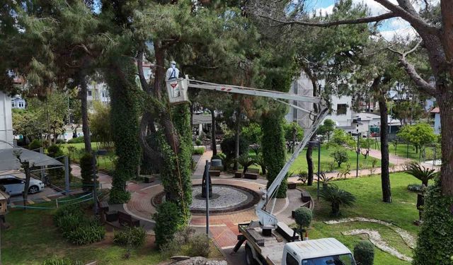 Alanya'da Akdeniz çam kabuk böceğine karşı ortak mücadele başlatıldı