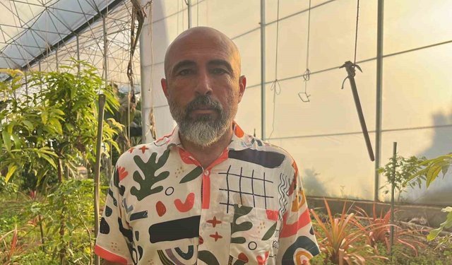 Alanya'da deneme amaçlı ekilen ananasta ilk meyve topaları çıktı