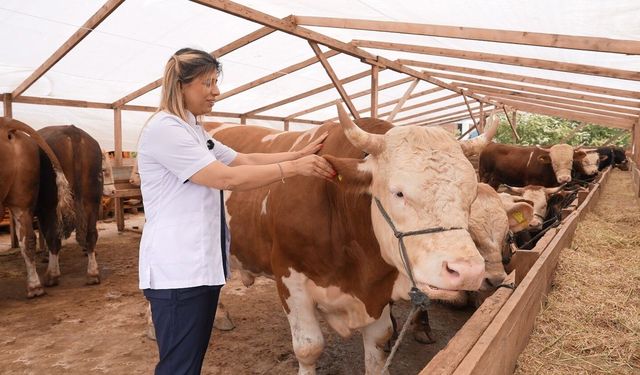 Ataşehir Belediyesi'nden vatandaşlara kurbanlık seçiminde önemli uyarılar