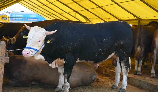 Bahçelievler'de Kurban Bayramı hazırlıkları tamamlandı