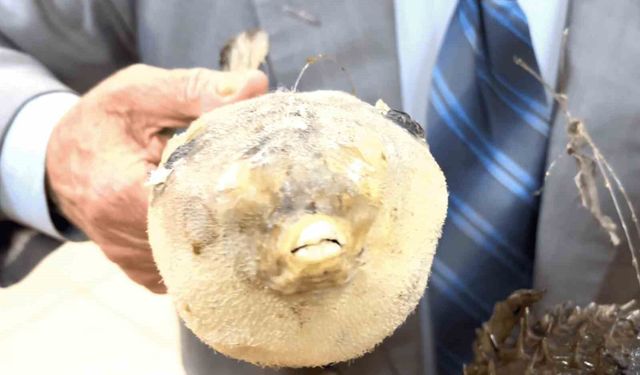 Balıkçı Kenan'dan 'balon balığı' uyarısı: 'Dişleri jilet gibi, dikenleri zehirli'