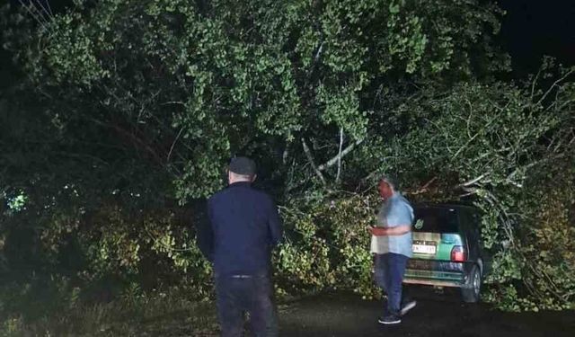 Bartın'da şiddetli fırtına: ağaçlar Otomobillerin üzerine devrildi