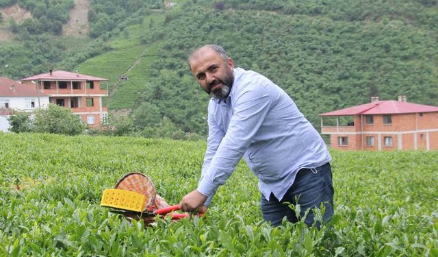 Çay üreticileri yaş çay alım fiyatındaki artış sonrası kuru çaya da zam bekliyor