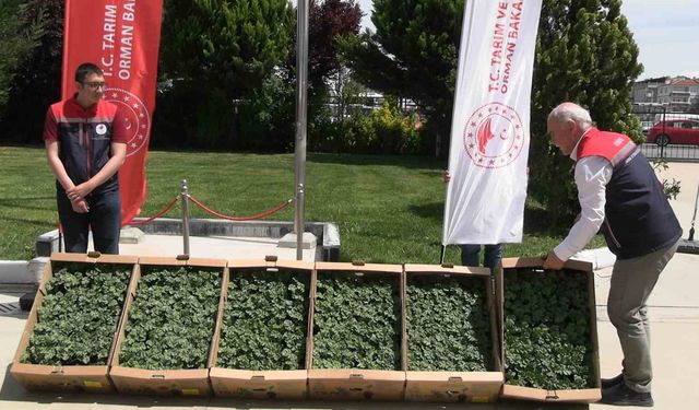 Edirne'de karpuz fideleri üreticiyle buluştu: 63 çiftçiye 60 bin fide dağıtıldı